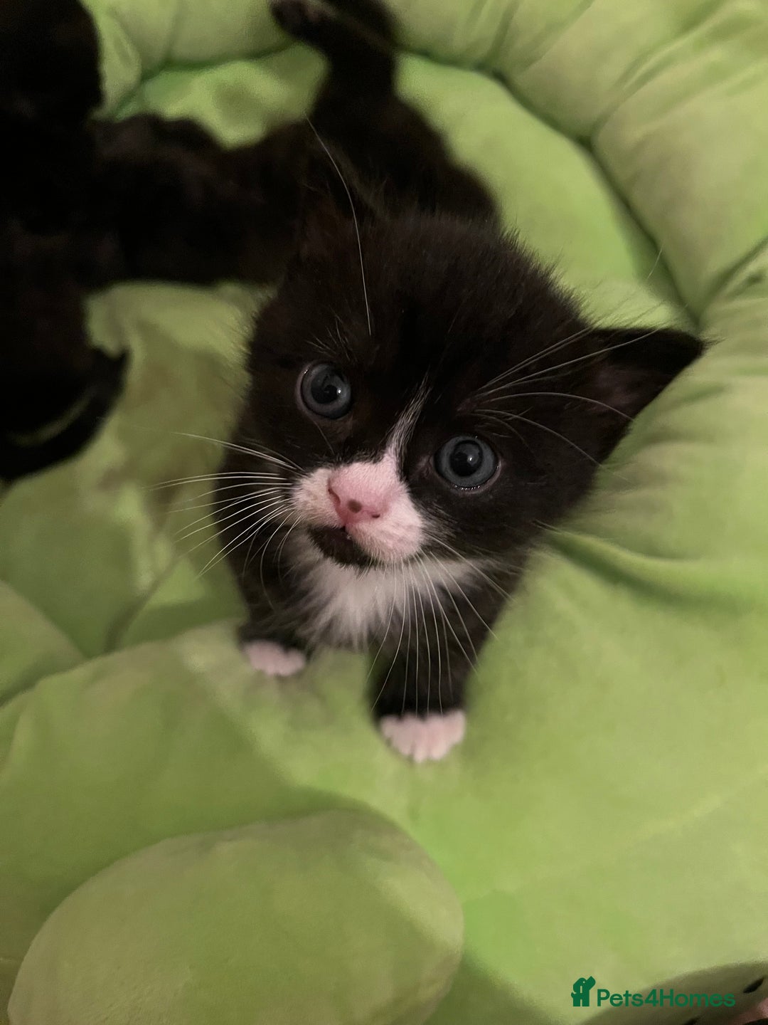 British Shorthair cats for sale: British Shorthair Cross Kittens - Advert 8