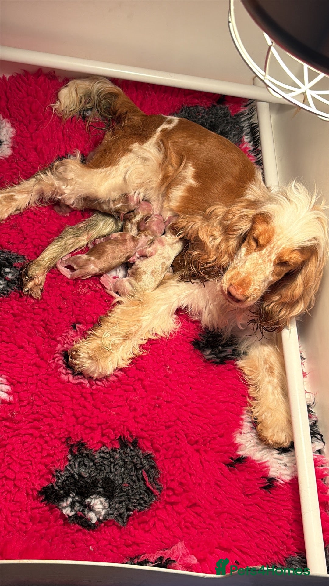 Cocker Spaniel dogs KC Reg Show Cocker Spaniel Girl READY NOW - Advert 1