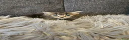 Mixed Breed cats for sale: Cute kittens in Leeds - Advert 13