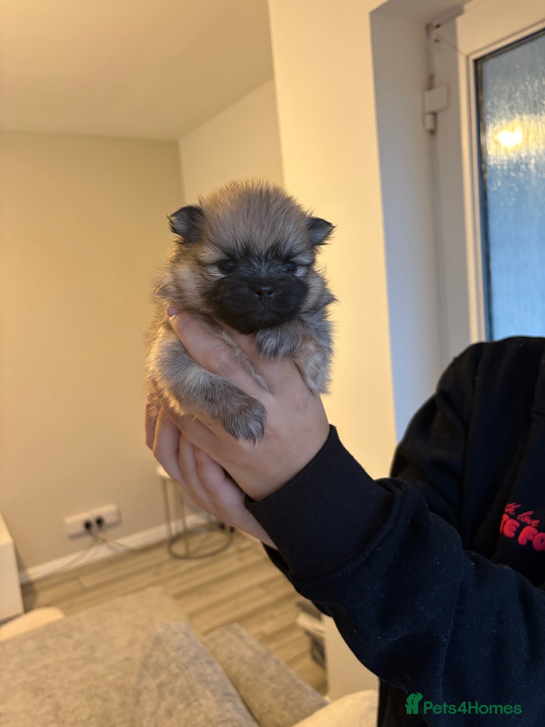 Pomeranian dogs for sale: Pomeranian puppies - Advert 7