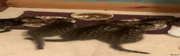 Bengal cats for sale: Bengal X in Rossendale - Advert 4