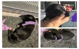 Mixed Breed dogs for sale: Collie cross (Dollie’s) - Image 6