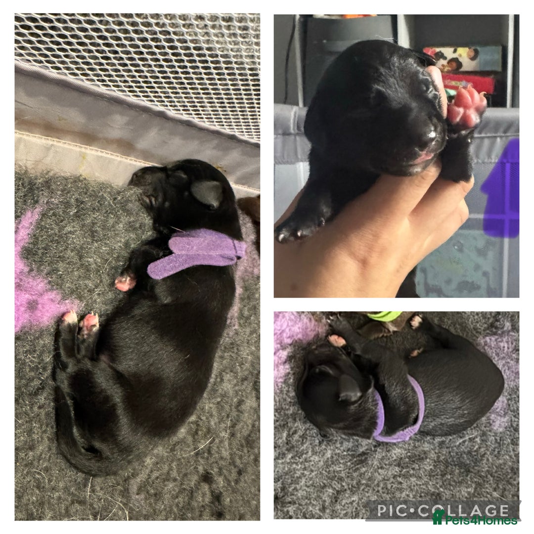 Mixed Breed dogs for sale: Collie cross (Dollie’s) - Image 6