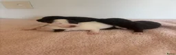 Patterjack dogs for sale: Patterjack puppies - Advert 9