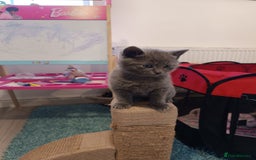 Russian Blue cats for sale: 3 angel's looking for best homes  - Image 14