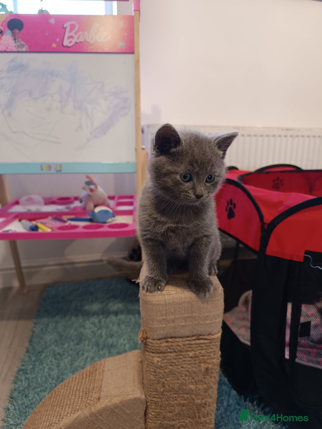 Russian Blue cats for sale: 3 angel's looking for best homes  - Image 14