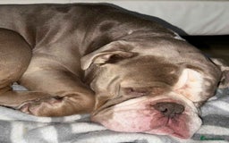 Olde English Bulldogge dogs for sale: Old English bulldoggee - Image 2