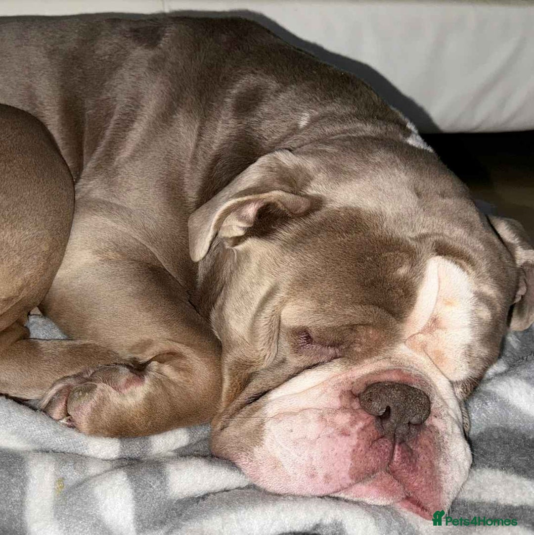 Olde English Bulldogge dogs for sale: Old English bulldoggee - Image 2
