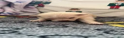 Pomeranian dogs for sale: Baby Poms  - Advert 4