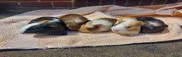 Guinea Pig rodents for sale: Beautiful baby Guinea PIgs - Advert 6
