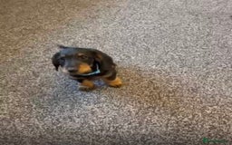 Mixed Breed dogs for sale: daxipoos puppies for sale - Image 14