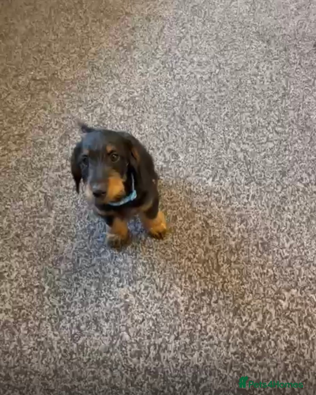 Mixed Breed dogs for sale: daxipoos puppies for sale - Image 14