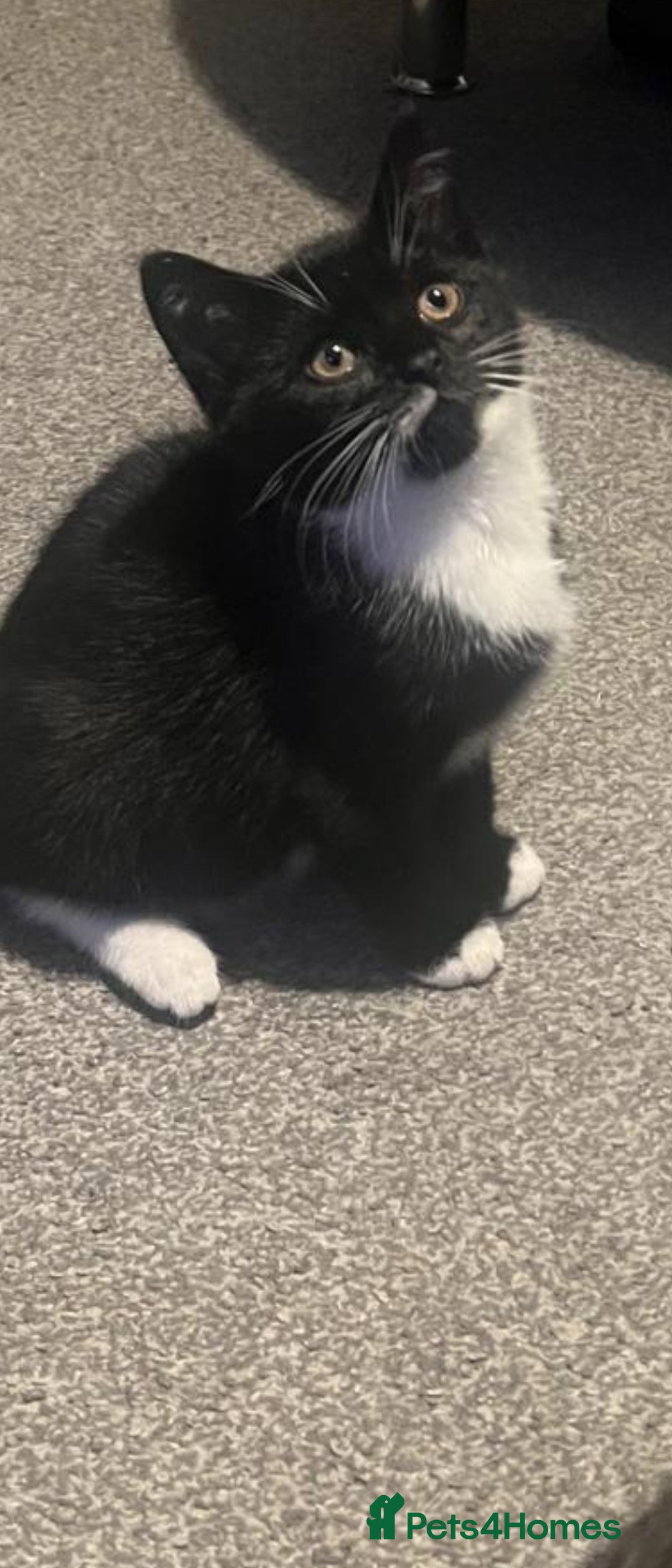 Mixed Breed cats Kittens - Advert 5