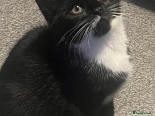 Mixed Breed cats Kittens - Advert 5