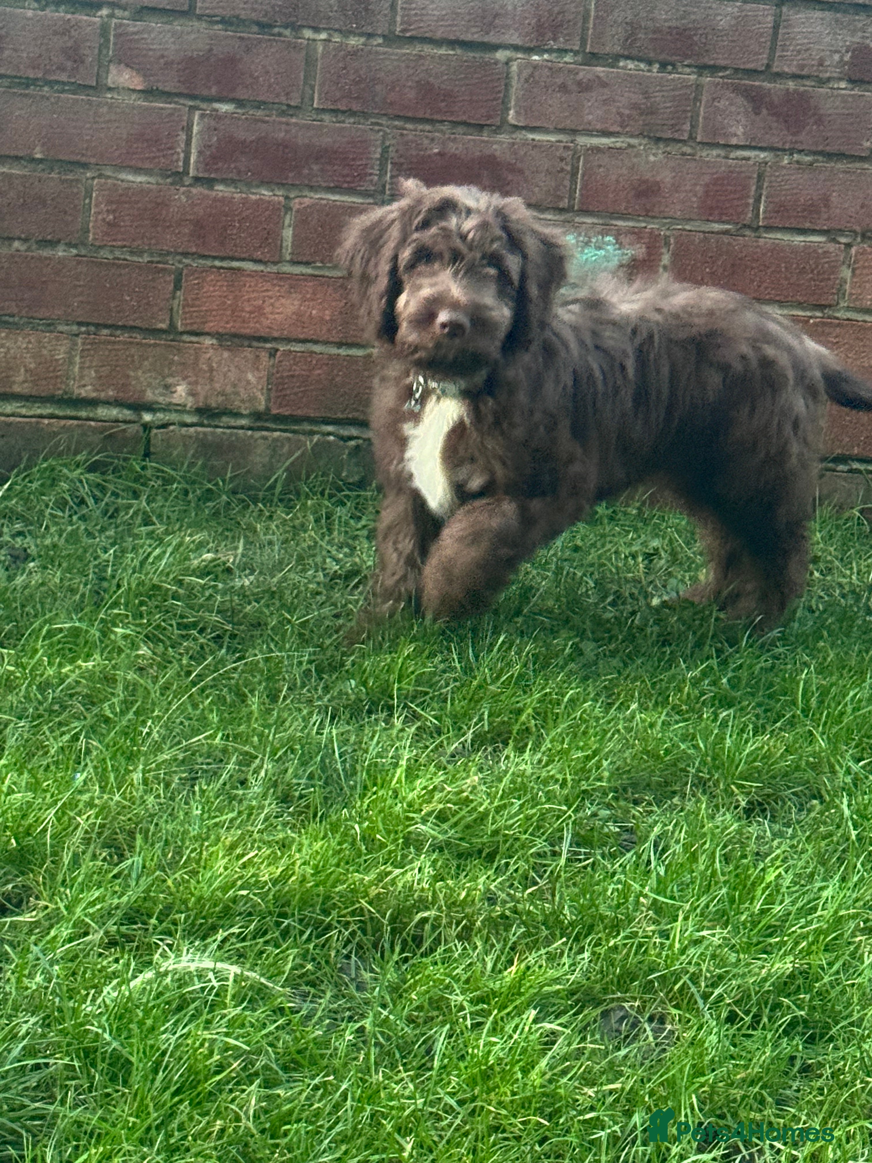 Mixed Breed dogs Benny - Advert 1