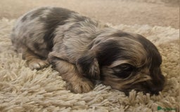 Cockapoo dogs for sale: Beautiful/healthy F1 cockapoo’s.3 girls🩷3 boys🩵 - Image 17