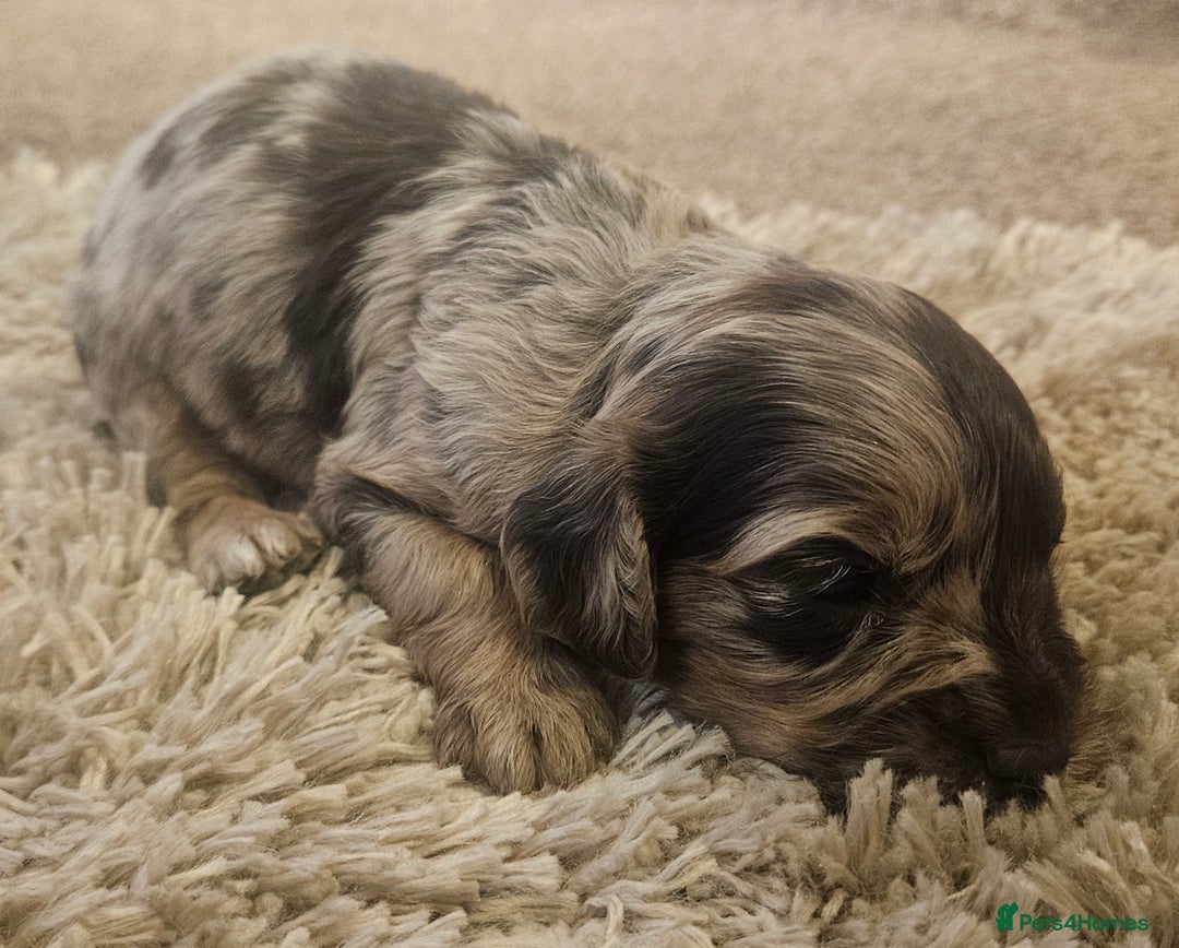 Cockapoo dogs for sale: Beautiful/healthy F1 cockapoo’s.3 girls🩷3 boys🩵 - Image 17