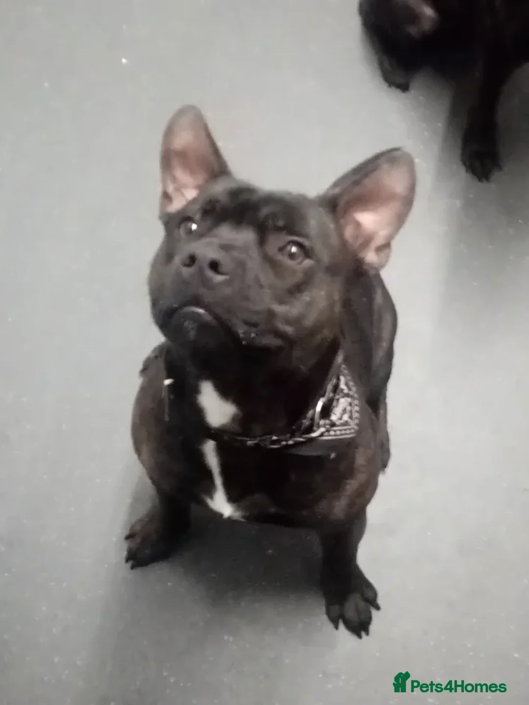 Staffordshire Bull Terrier dogs for sale: Staffordshire bull terrier 8 months old male  - Advert 2