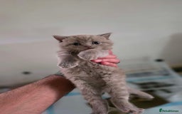 British Shorthair cats for sale: 4 British shorthair kittens in Bingley - Image 3