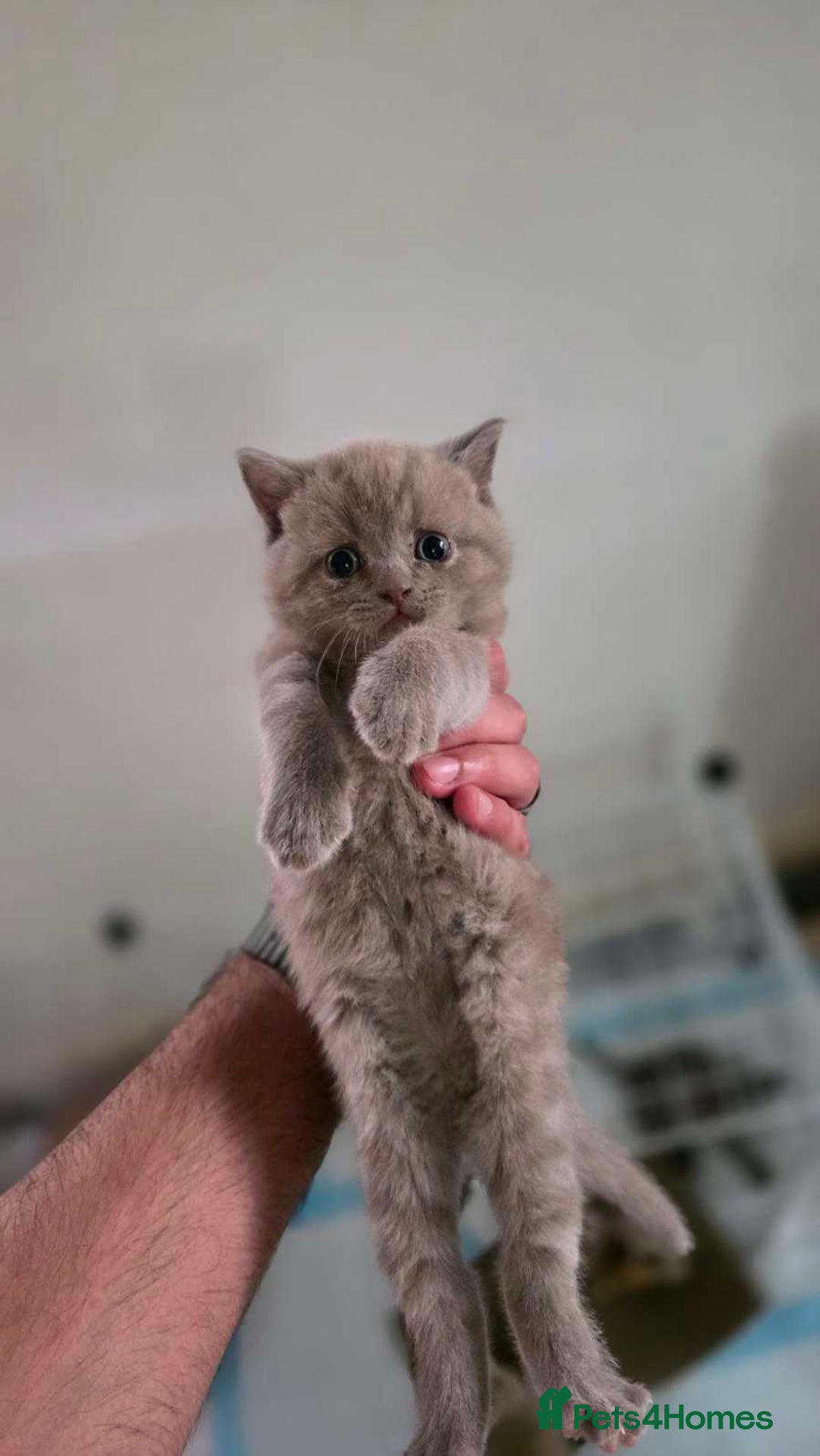 British Shorthair cats for sale: 4 British shorthair kittens in Bingley - Image 3