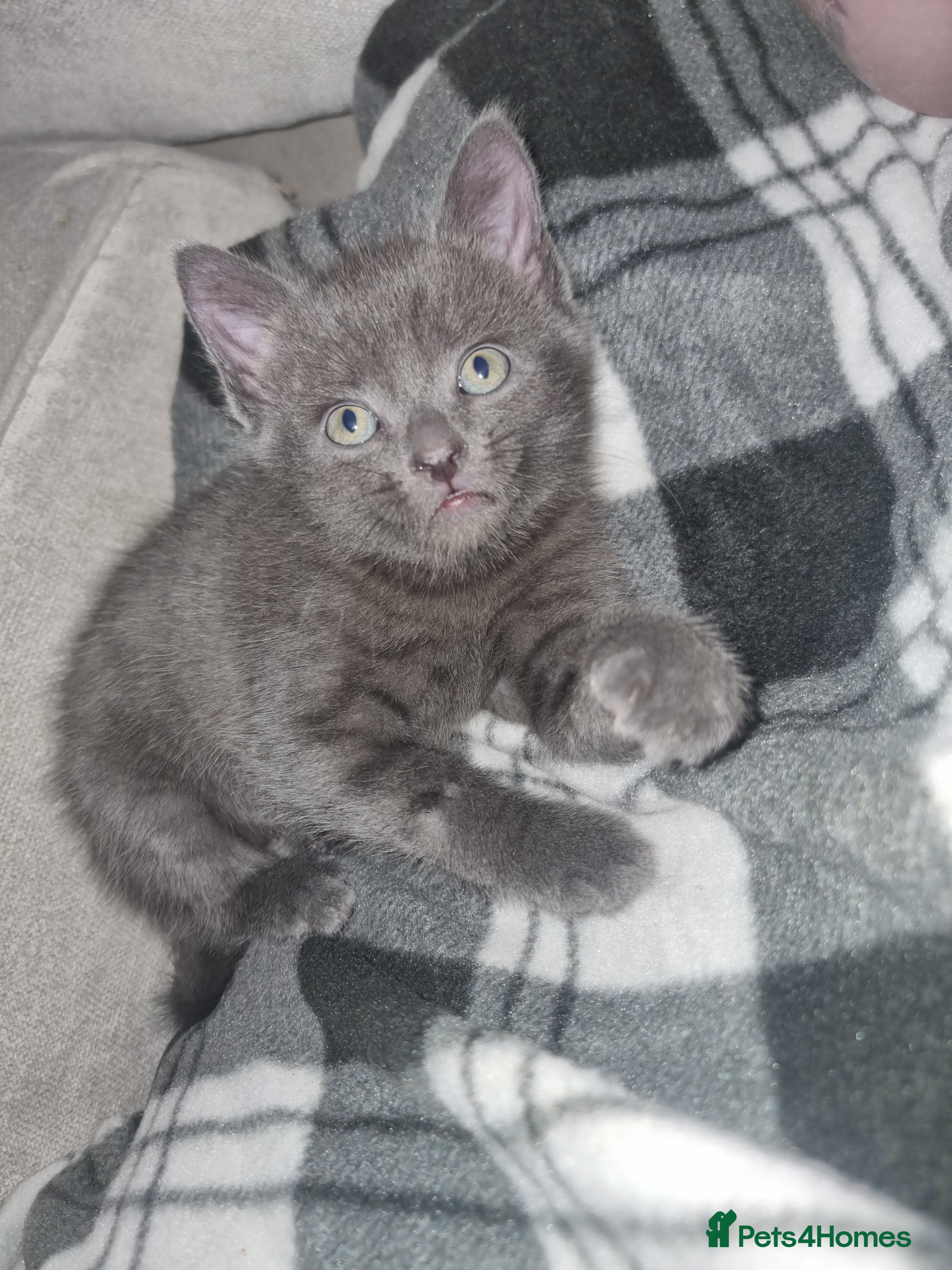 Mixed Breed cats 2 kittens for sale - Advert 20