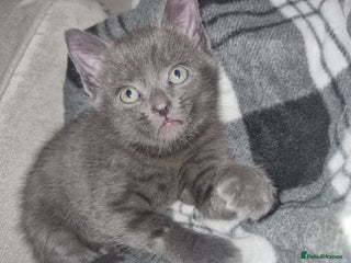 Mixed Breed cats 2 kittens for sale - Advert 2