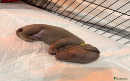 Miniature Dachshund dogs for sale: Stunning Miniature Piebald/Isabella Dachshunds 💙  - Advert 13