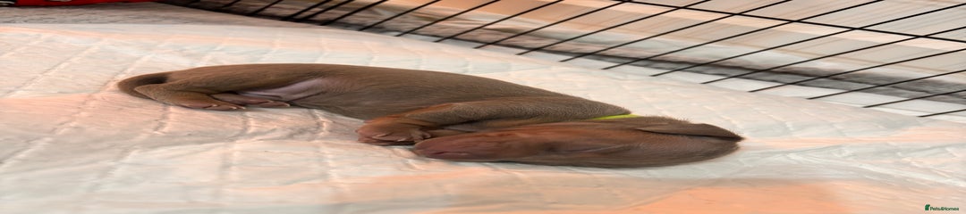 Miniature Dachshund (yellow collar)