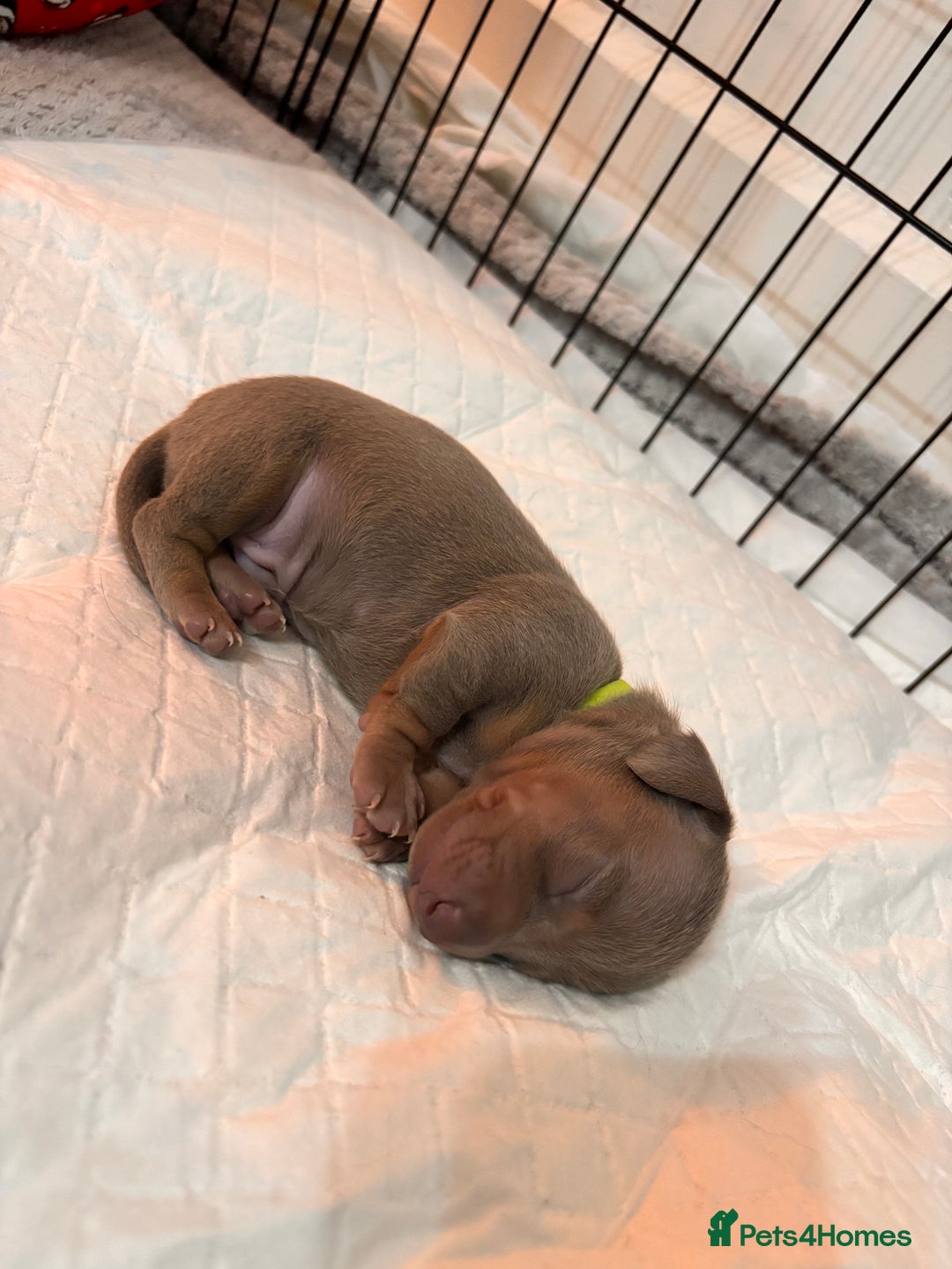 Miniature Dachshund dogs for sale: Stunning Miniature Piebald/Isabella Dachshunds 💙  - Advert 13