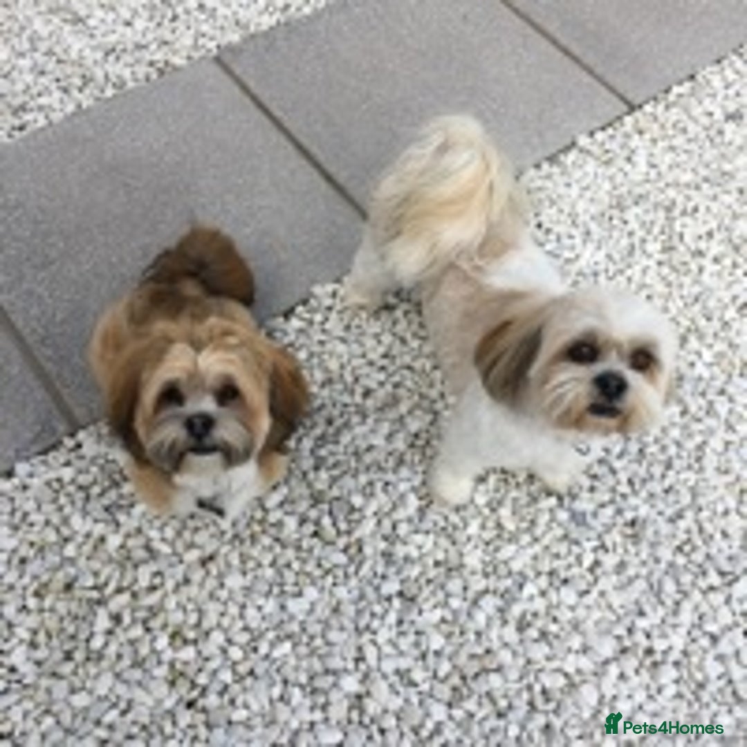 Lhasa Apso dogs for stud: KC reg Gorgeous Lhasa apso(PROVEN) in Irvine - Image 6