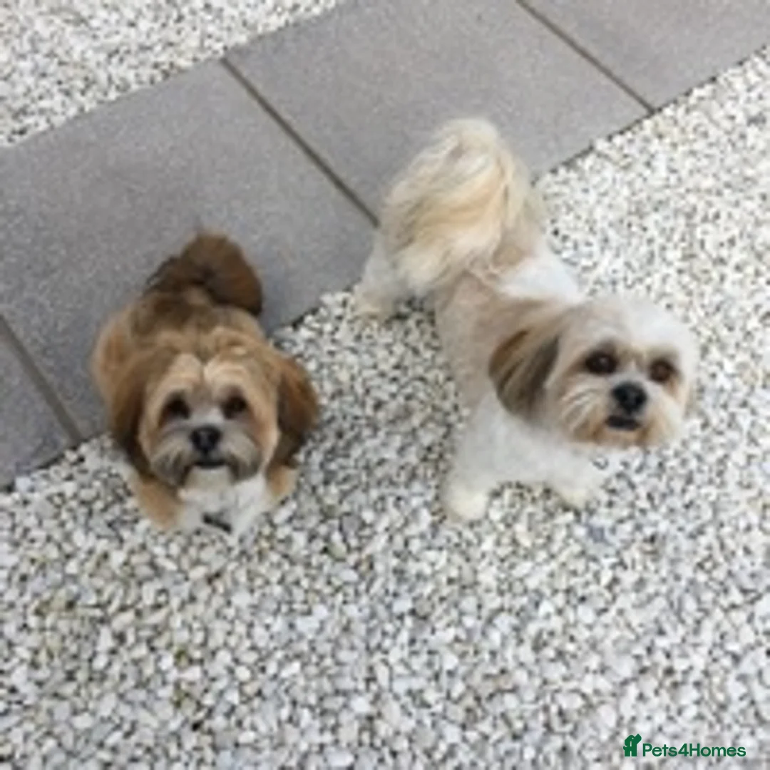 Lhasa Apso dogs for stud: KC reg Gorgeous Lhasa apso(PROVEN) in Irvine - Advert 6