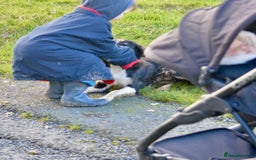 Border Collie dogs for sale: Beautiful Border Collie Bitch - Advert 2