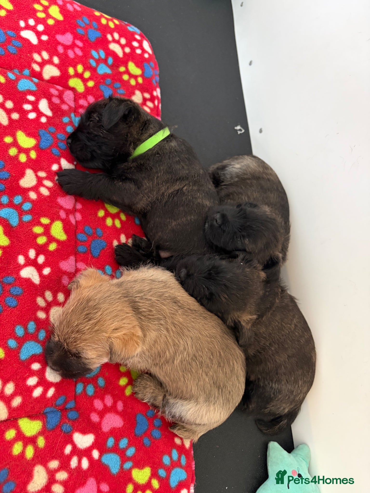 Cairn Terrier dogs for sale: Cairn Terrier Puppies in Doncaster - Advert 9