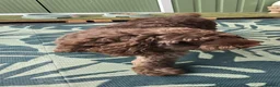 Mixed Breed dogs for sale: Chocolate cockapoo in Nottingham - Advert 2