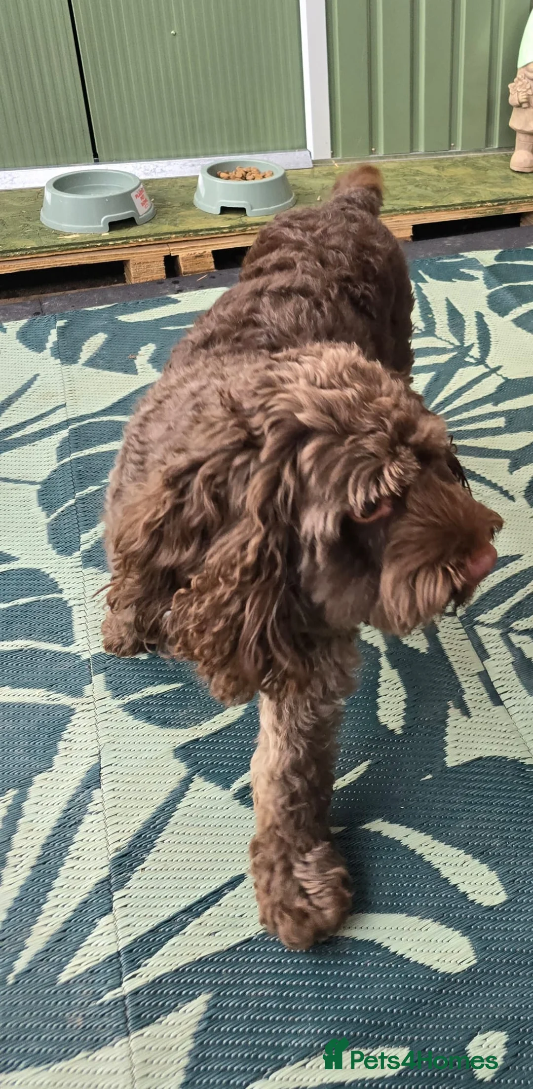 Mixed Breed dogs for sale: Chocolate cockapoo in Nottingham - Advert 2