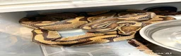 Python Snake reptiles for sale: Ball python collection  in Crewe - Advert 1