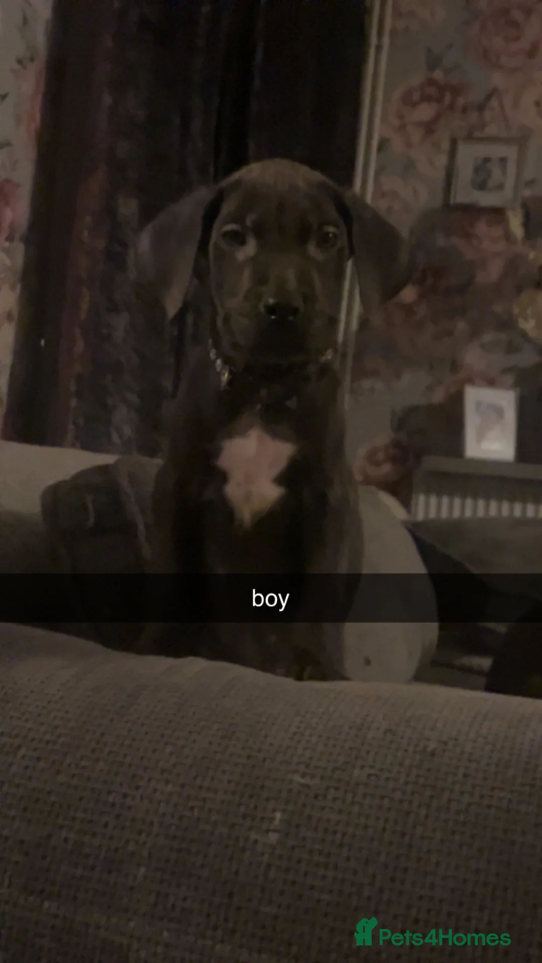 Cane Corso dogs for sale: cane corso puppies🐾 - Advert 2