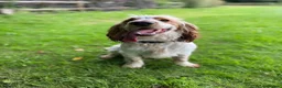 Cockapoo dogs for sale: Beautiful apricot f2 cockapoo girl  in Bristol - Advert 14