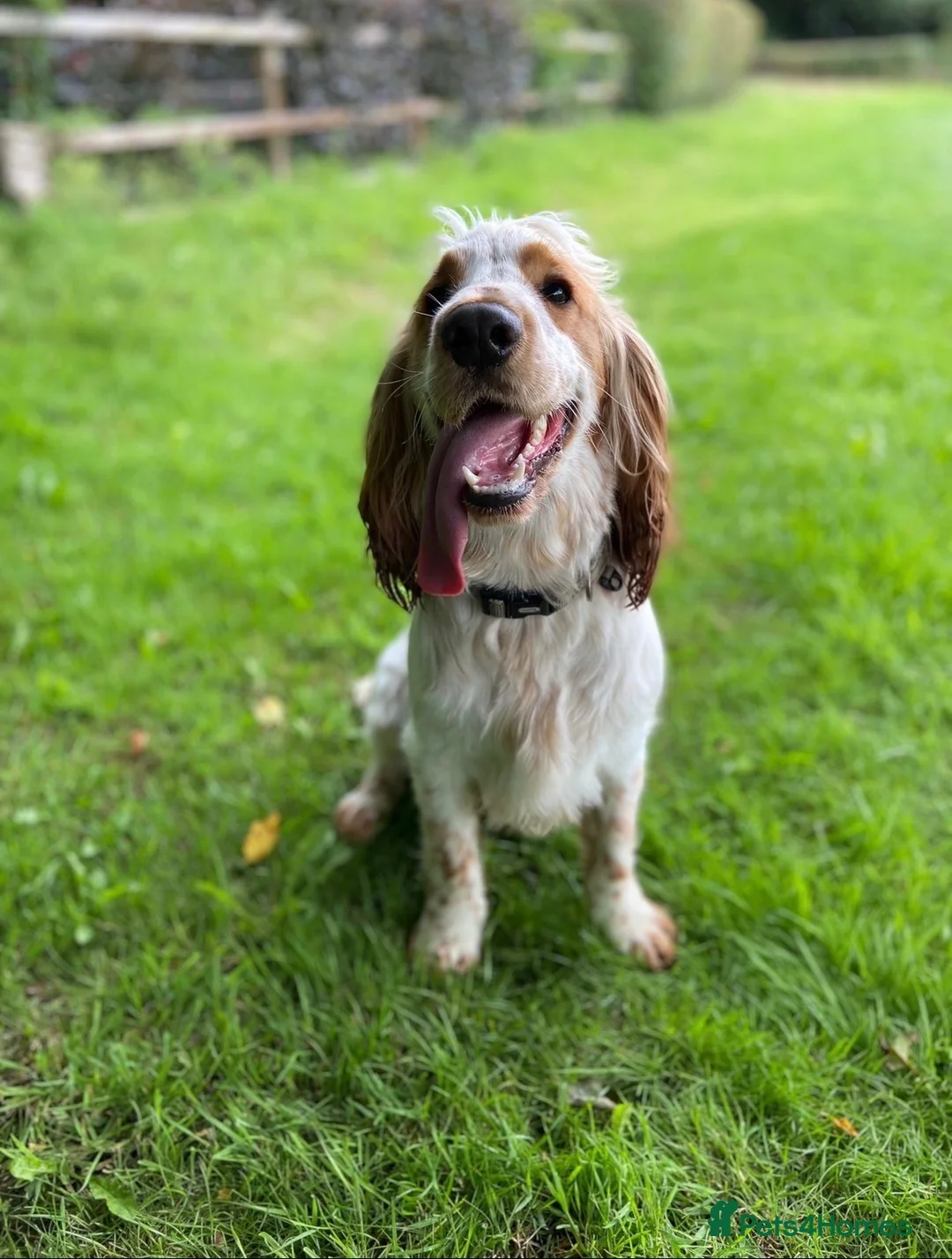 Cockapoo dogs for sale: Beautiful apricot f2 cockapoo girl  in Bristol - Advert 14