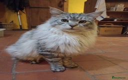 Maine Coon cats for sale: Male maine coon kitten. - Image 6