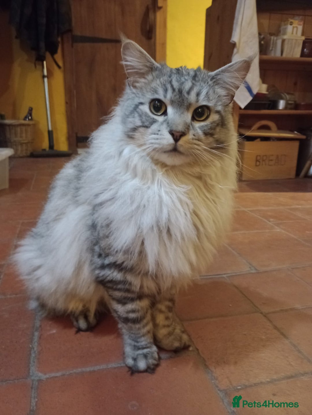 Maine Coon cats for sale: Male maine coon kitten. - Image 6