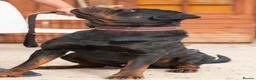 Rottweiler dogs for stud: BIG BONED GERMAN ROTTWEILER FOR STUD  - Advert 2