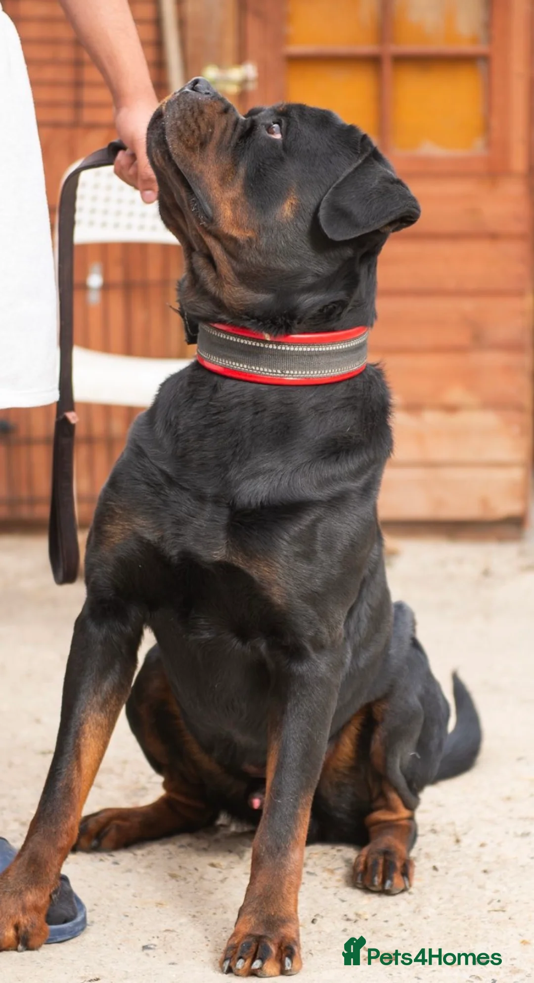 Rottweiler dogs for stud: BIG BONED GERMAN ROTTWEILER FOR STUD  - Advert 2