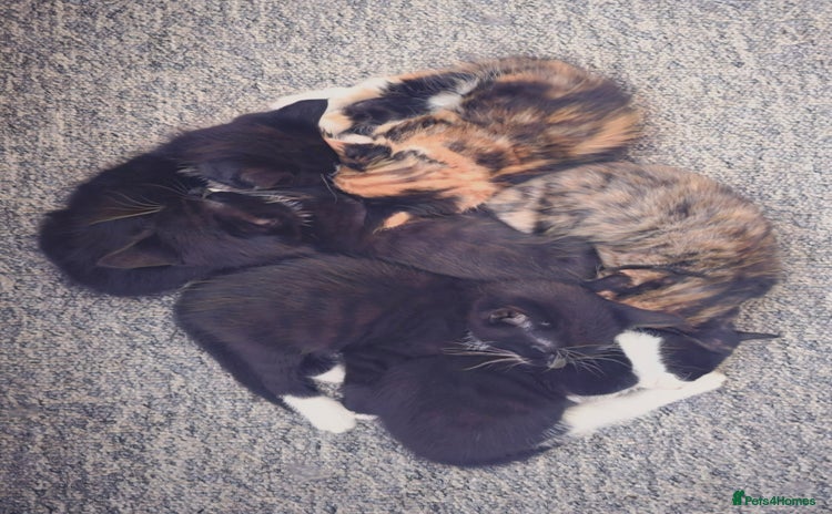 Domestic Shorthair cats - Advert 1
