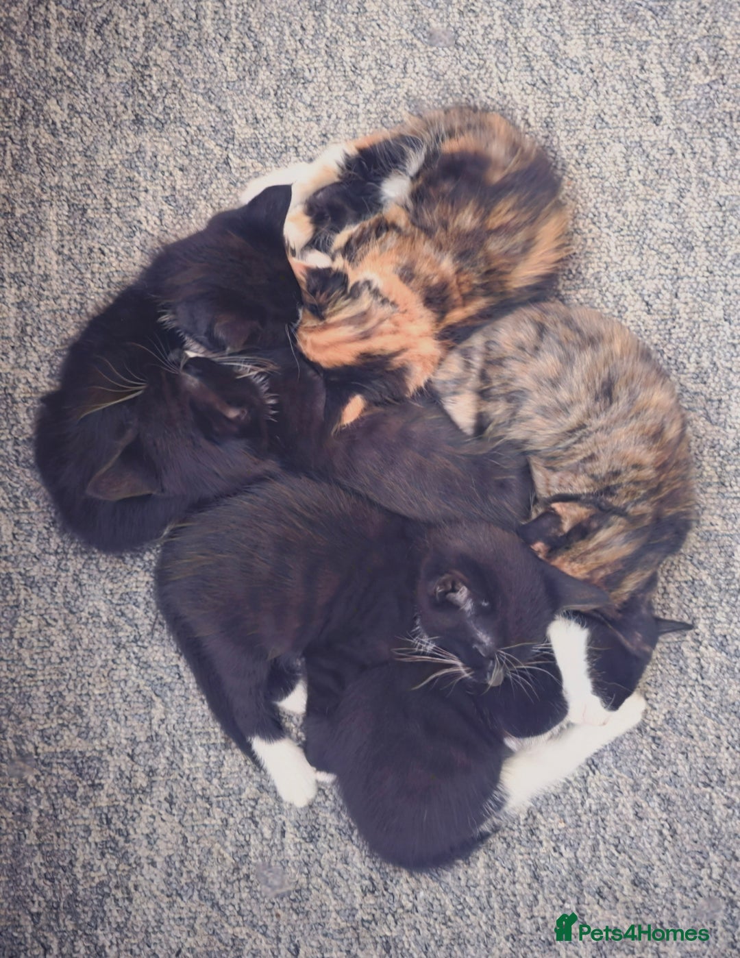 Domestic Shorthair cats for sale: domesticated shorthair kittens - Image 1