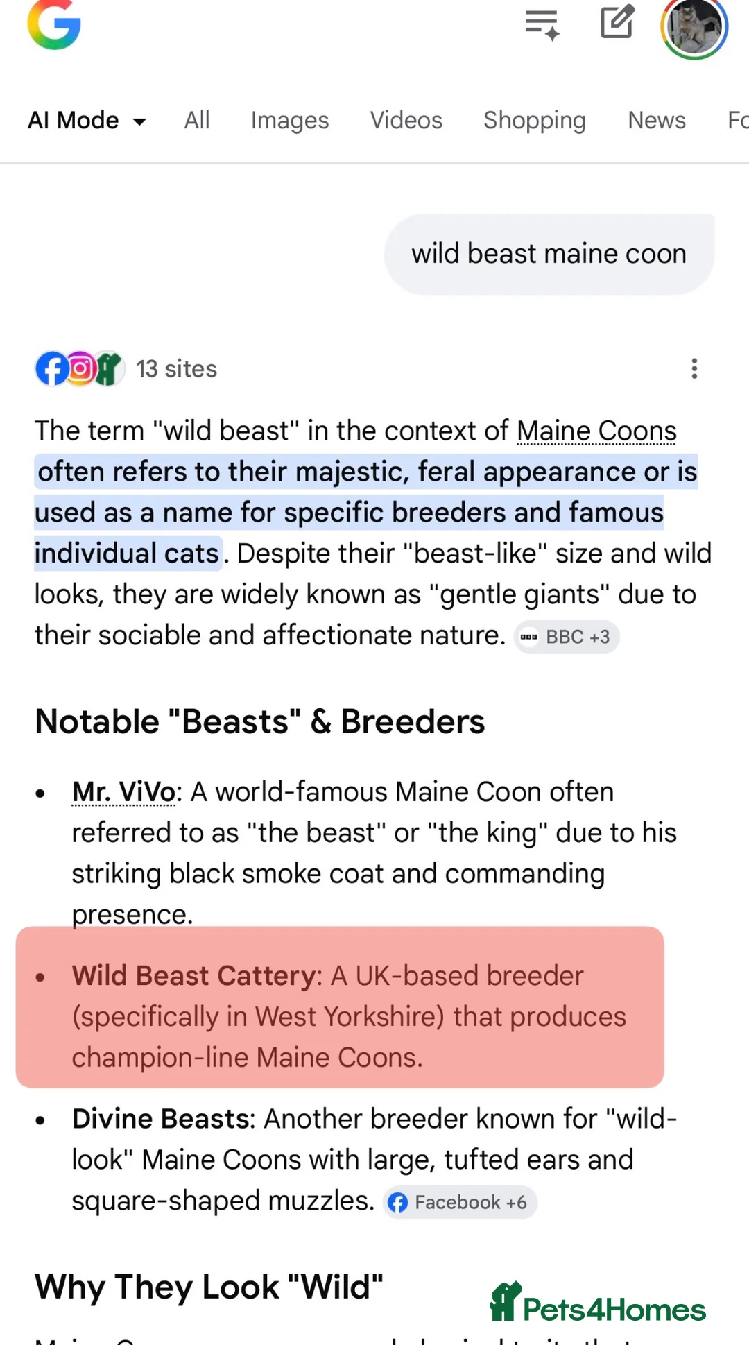 Maine Coon cats for sale: SHOW QUALITY MAINE COON KITTENS  - Advert 21
