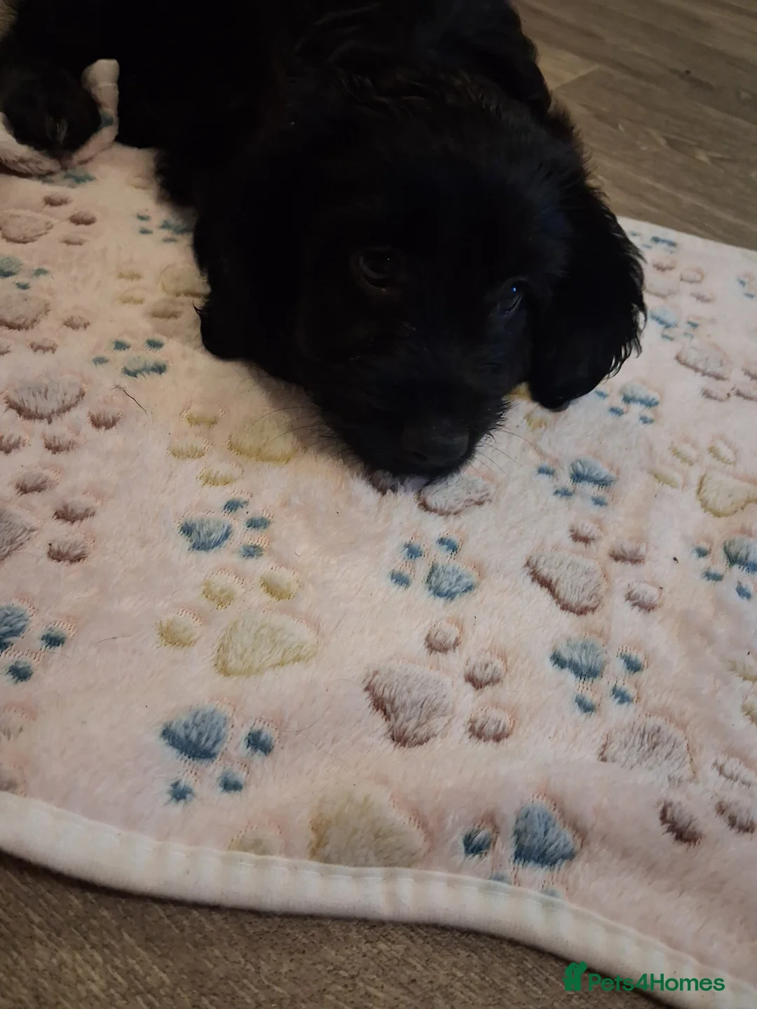 Mixed Breed dogs for sale: Beautiful girl looking for her forever home - Advert 12