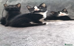 Mixed Breed cats for sale: 3 beautiful tux and black kittens for sale  - Image 12