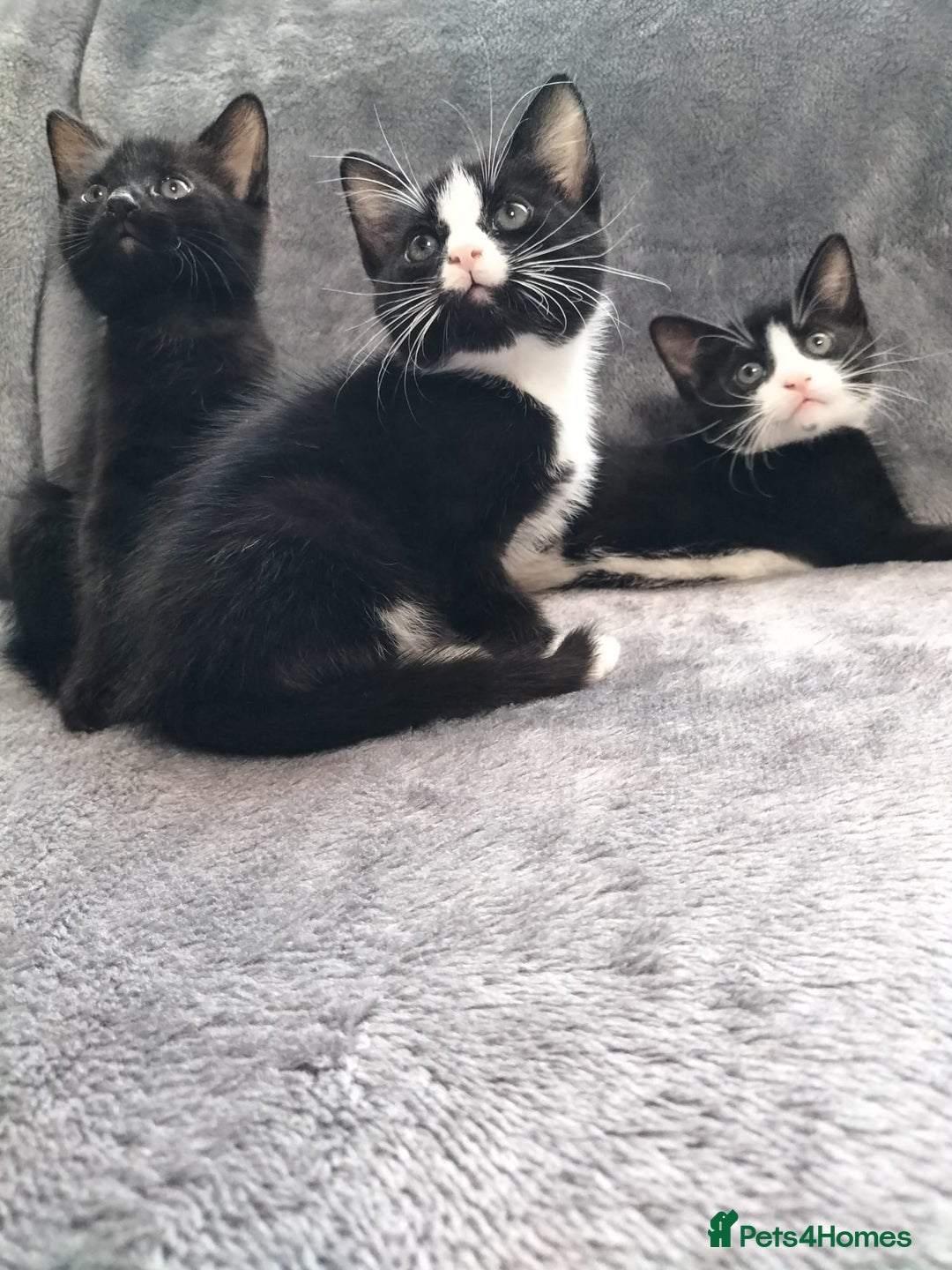 Mixed Breed cats for sale: 3 beautiful tux and black kittens for sale  - Image 12