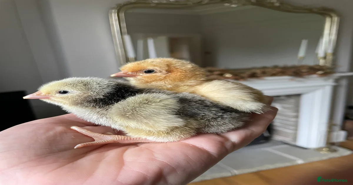 Buff orpington Chickens Poultry for sale | Pets4Homes